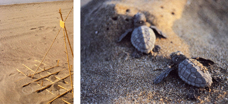 Turtle hutch on the beach near the beach bungalows in Peloponnese